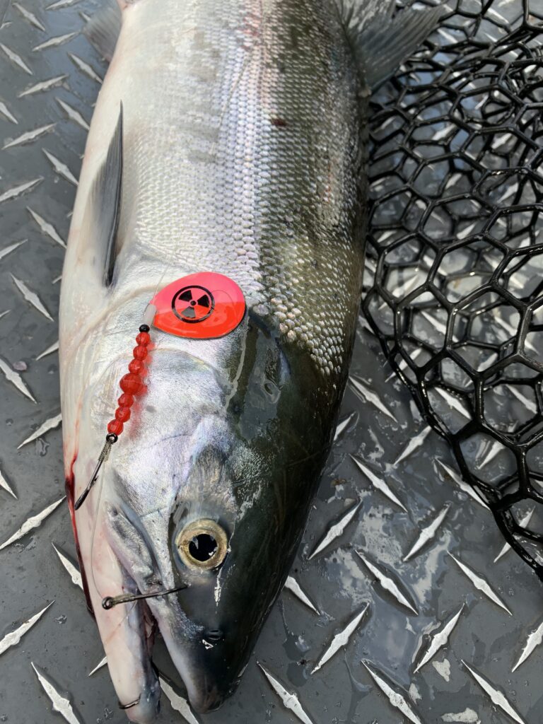 how to fish for sockeye in the hanford reach